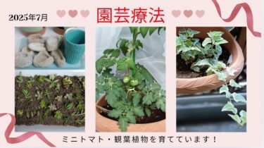 【観葉植物を育てています】～園芸療法のチカラで、心身を健やかに～