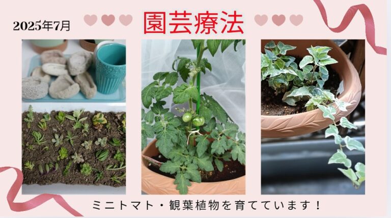 植物を育てています