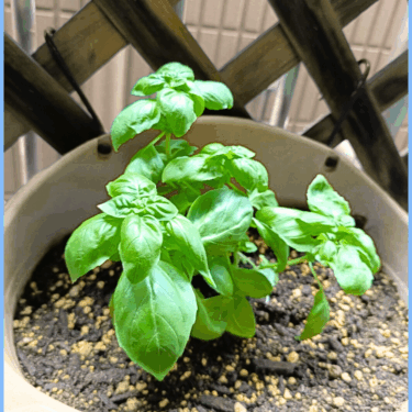 「園芸療法」を始めました。 植物を育てる体験を通じて達成感や安心感などが得られ精神疾患の軽減、生活リズム改善、仲間とのコミュニケーションが増えることで症状の改善を期待できます。