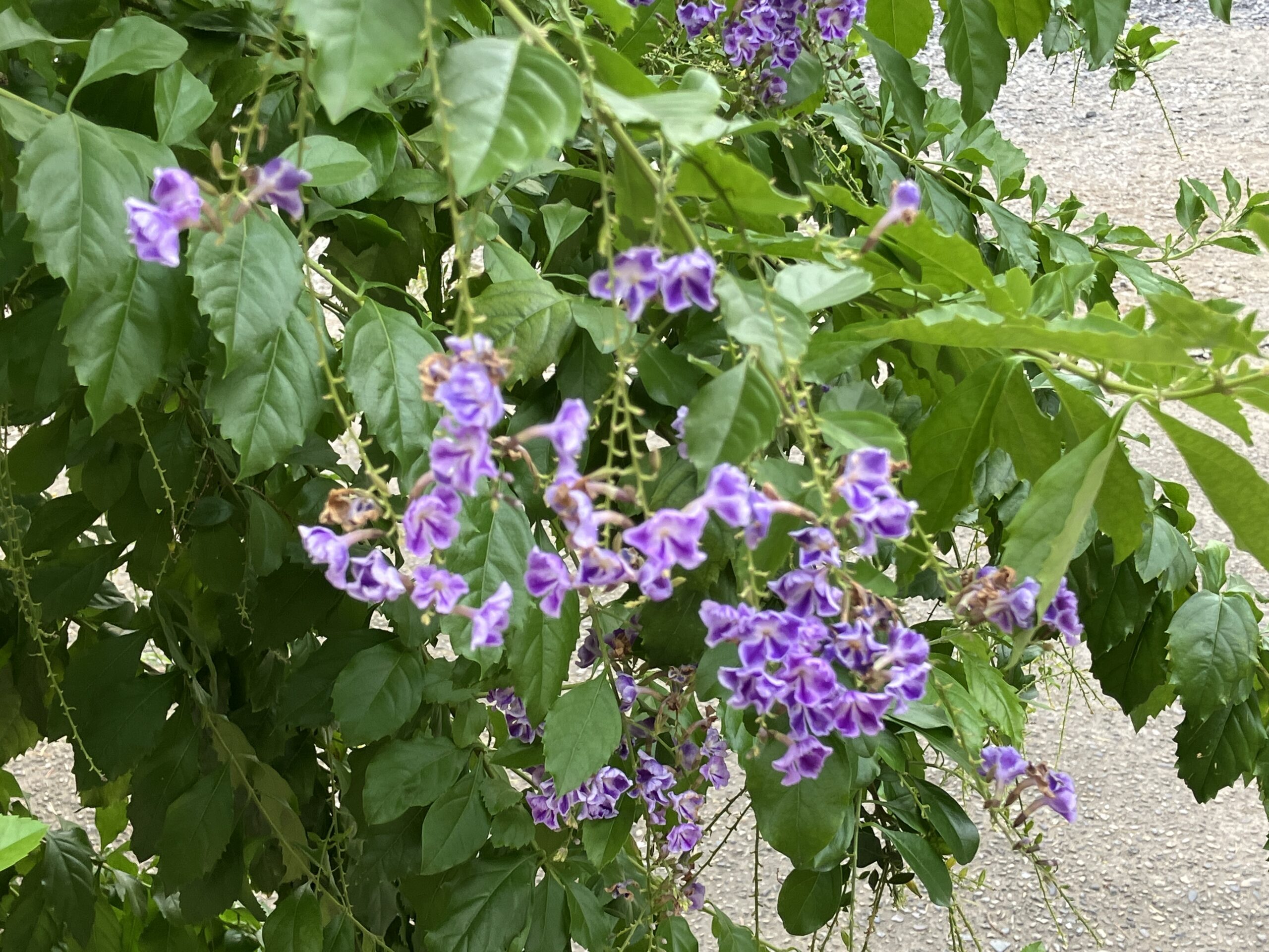 浅草七福神巡り