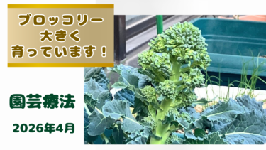 “園芸療法 2026年春”  ブロッコリー大きく育っています！「ラルゴだより」